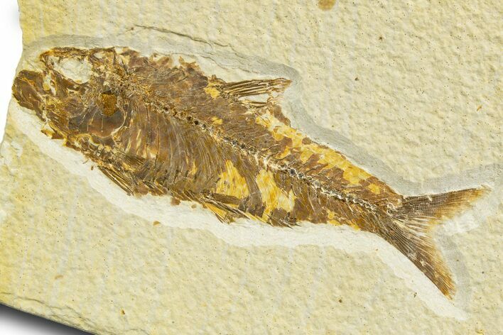 Detailed Fossil Fish (Knightia) - Wyoming #329542